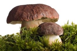 Herbes, champignons et fruits de régions propres de la forêt naturelle de Białowieża